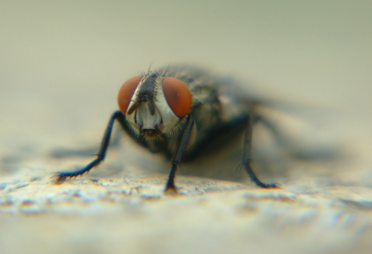 为何澳洲有那么多的苍蝇，还一点都不怕人（动物排泄）