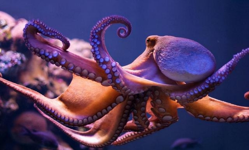 9个大脑能编辑基因的章鱼，智商超高，为何没发展出文明