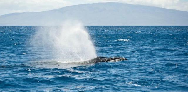 鲸鱼明明和河马相似，为什么一个在陆地一个却在海洋？
