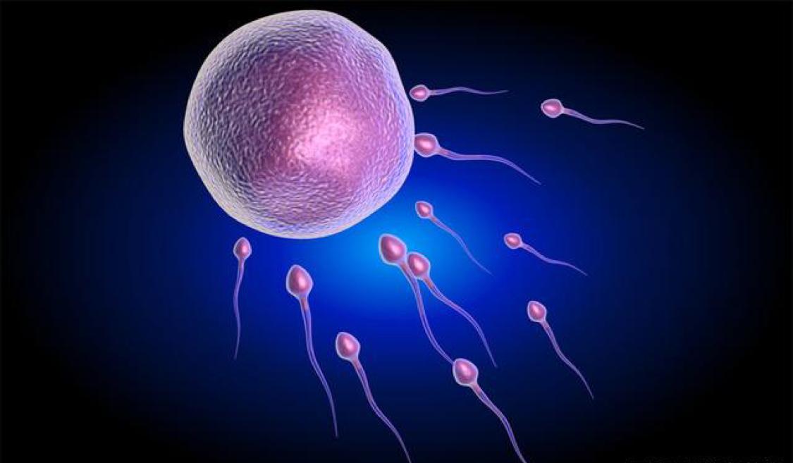 新生命是精子和卵子结合形成的，那么真是千军万马过独木桥吗？