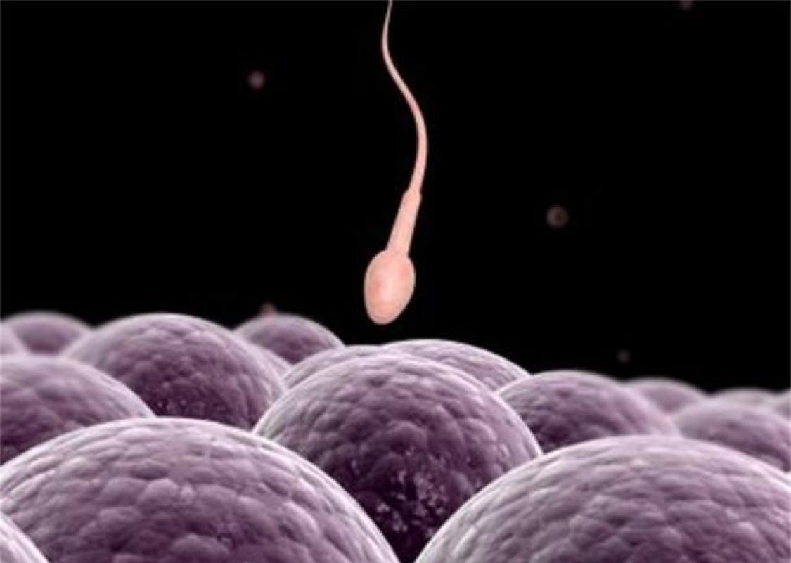 新生命是精子和卵子结合形成的，那么真是千军万马过独木桥吗？