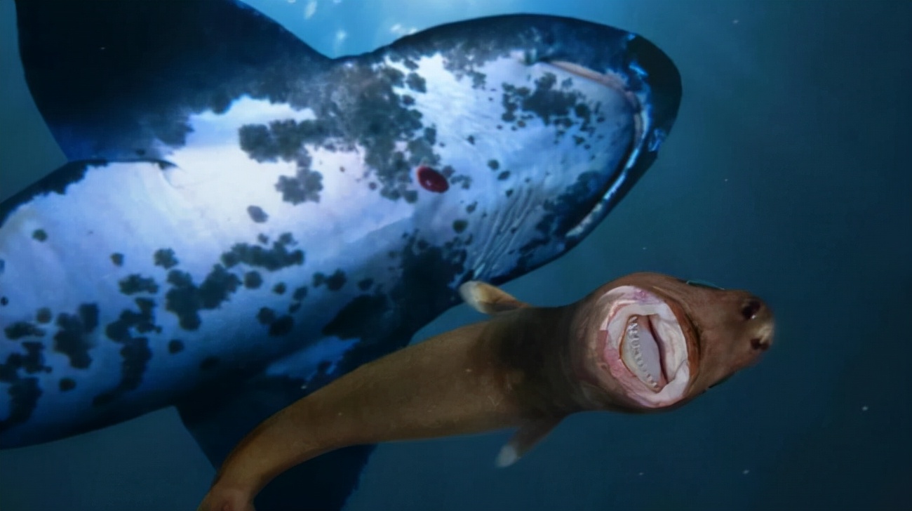 咬虎鲨啃潜艇，来自深海的恐怖生物（雪茄达摩鲨）