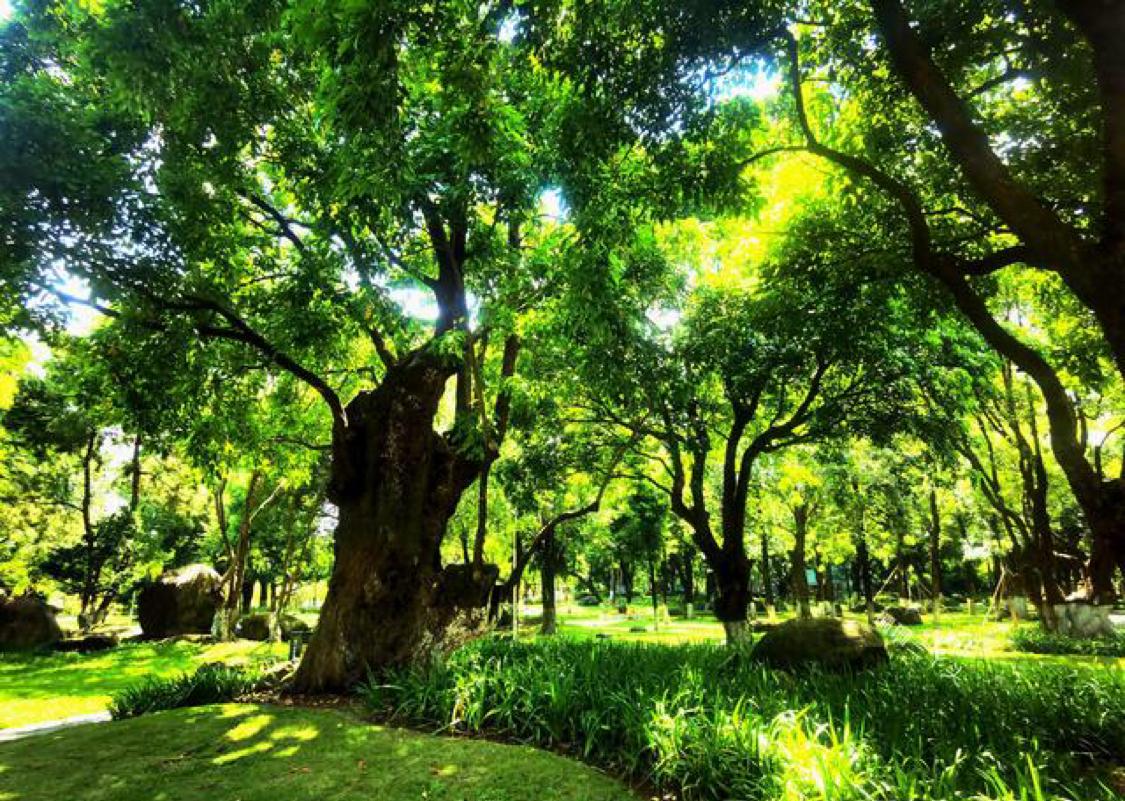 广州有一棵树自身携带剧毒，凡是触碰到就会被剧毒所伤