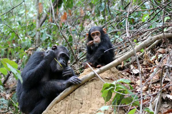 东非猩猩学会挖井，可能会出现其他文明（生命智慧）