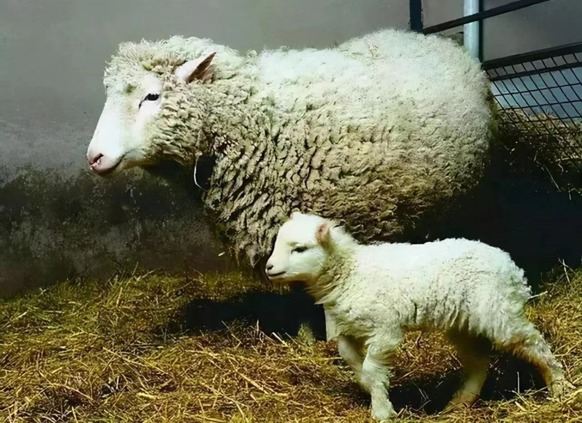 克隆羊的技术被发明之后，为何24年都没有出现克隆人
