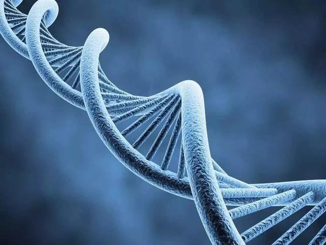 人寿命的长短单单只与基因有关系吗？科学家们做出实验其实不然