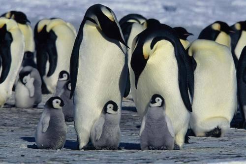自然界当中的一夫一妻，企鹅对配偶坚守与帮助（帝企鹅日记）