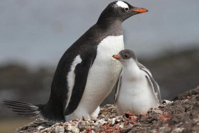 自然界当中的一夫一妻，企鹅对配偶坚守与帮助（帝企鹅日记）