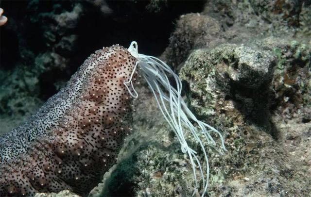 海鞘为了生存吃掉自己的脑子，让自己从动物变成“植物”？