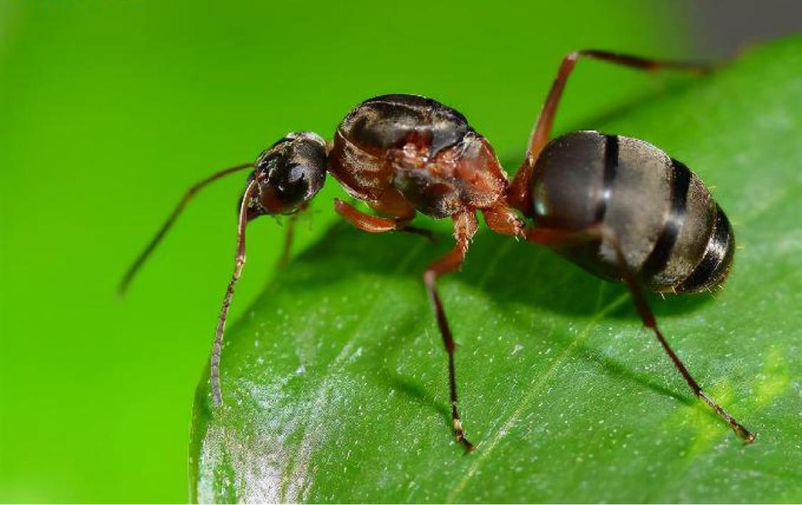 科学家们在一个琥珀中发现了史前的蚂蚁，究竟是什么样子