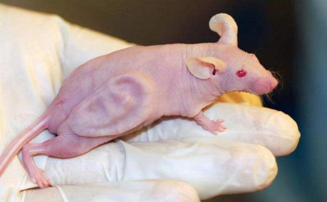 日本进行“人与动物胚胎试验”，动物身上制造人类器官？