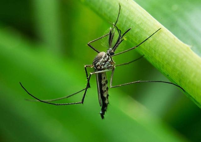 蚊子如何在短暂的一生中，让人类对其深恶痛绝？（交配后才吸血）