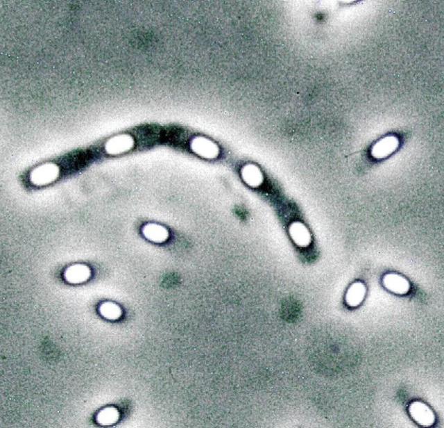 一位科学家疯狂向自己身体内注射远古的细菌病毒，后来怎么样了？