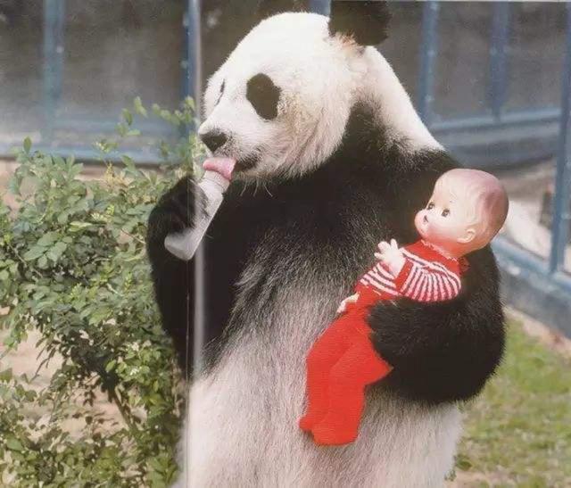 大熊猫是我国“国宝”，真的因为它很稀缺吗（大熊猫的繁育）