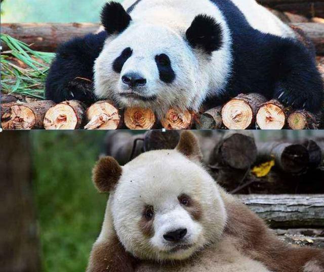 大熊猫是我国“国宝”，真的因为它很稀缺吗（大熊猫的繁育）