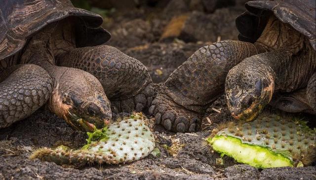 百岁老龟努力43年，与数百母龟孕育了800子女，让种群免于灭绝