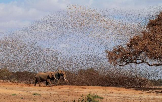 非洲麻雀泛滥成灾，群殴大象，带来灾荒，15亿只实在无法吃完