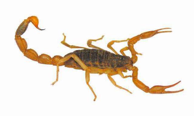 疯狂的蝎子：每年被吃掉100吨，闷声发大财的背后有什么隐患？