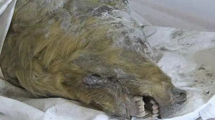 俄罗斯发现了4万年前“野狼断头”，形成原因未知，非人类所致