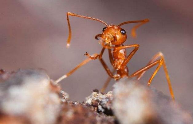 红火蚁毒素可致人死亡，耐低温性增强，留给北方的时间还剩多少？