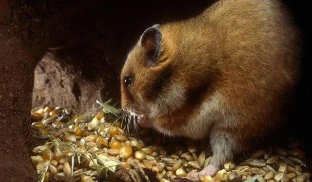 田鼠经常在洞里存很多粮食，为啥粮食不会发芽（保存条件）