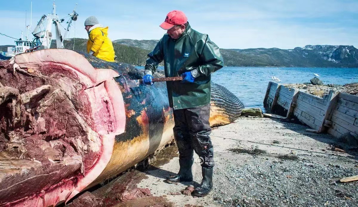蓝鲸是最大动物的秘密，原来是抢占底层资源，自己粮食自力更生