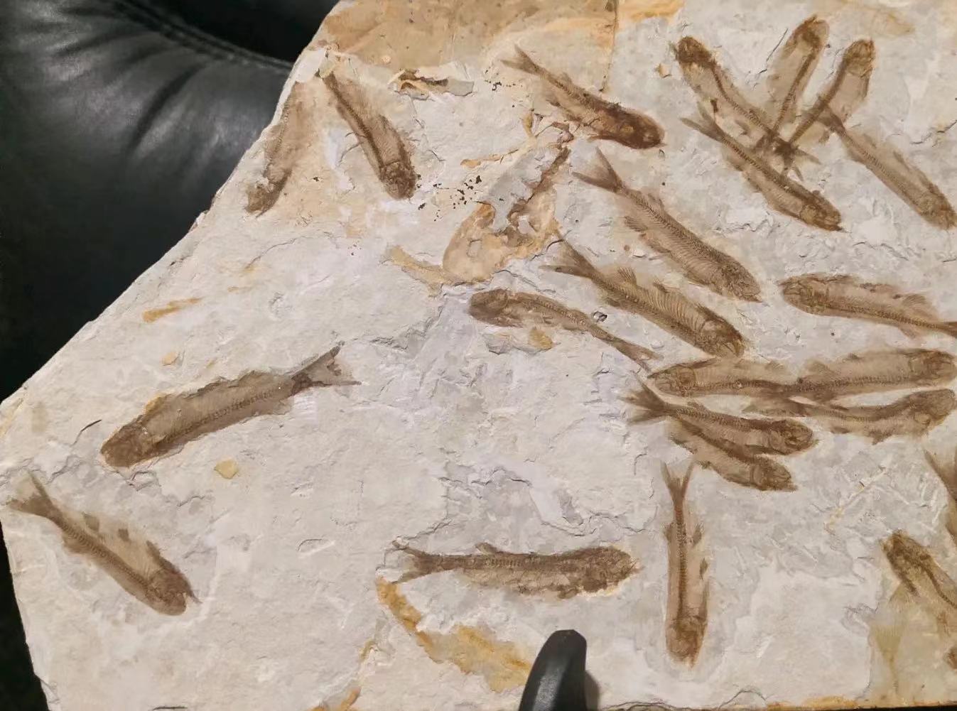 两百多条鱼，为何同时被印在化石里五千万年？其中原因不为人知