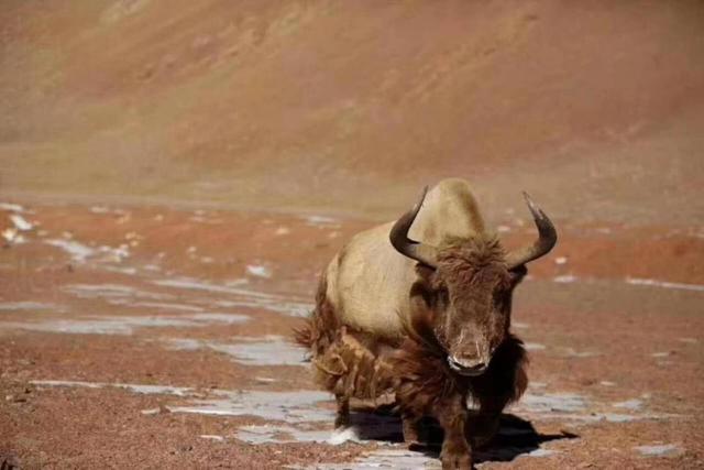 青藏高原的“黄金神兽”，全球不足300头（金牦牛）