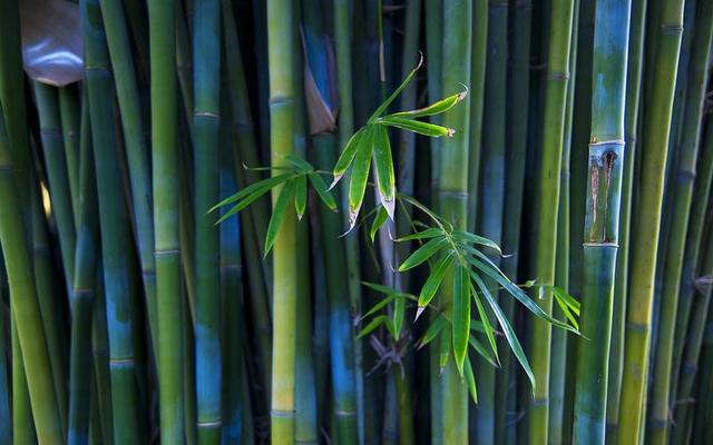 竹子开花是“灾变”前兆？为何有“竹子开花，马上搬家”的说法？