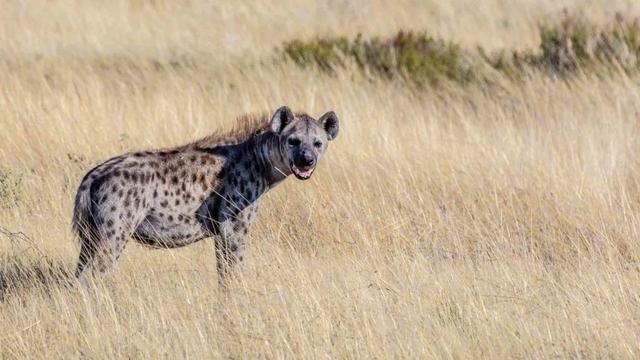 强似猎豹的斑鬣狗，能让它来看家护院吗（野性难驯）
