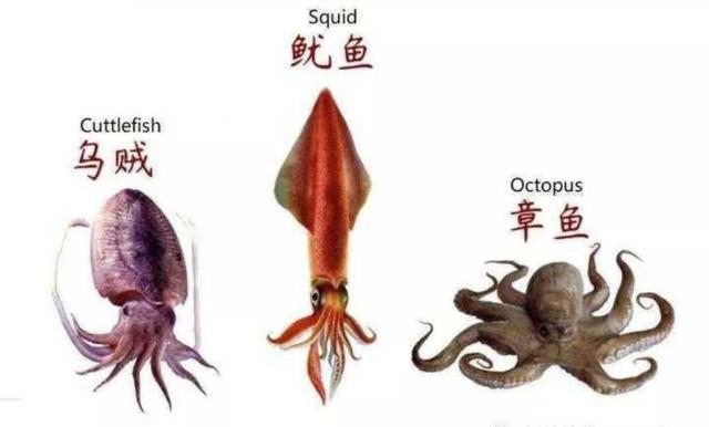 章鱼有9个大脑还能编辑基因，智商很高，为何却没发展出文明？