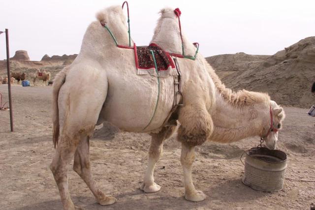 在沙漠中，为什么不能碰死去的骆驼？碰了后果有多严重？