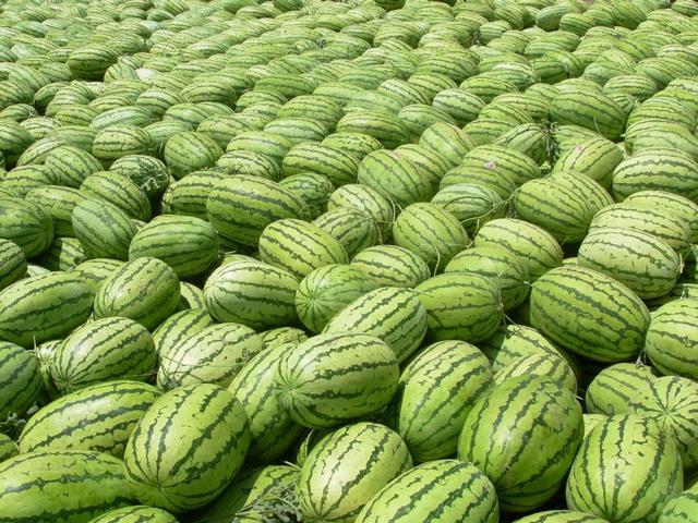 中国每年吃掉全球70%的西瓜，在西瓜原产地很少有人吃瓜？
