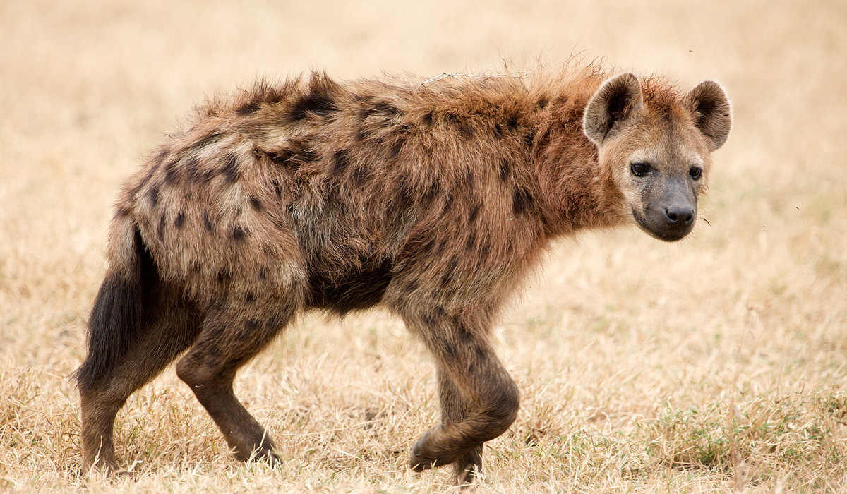 斑鬣狗的声音作用，能用来交流，也能自证身份（动物交流）