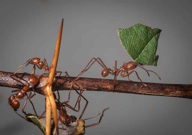 蚂蚁长出矿石装甲，能抵抗住双重打击（蚂蚁进化）