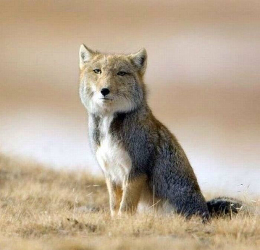 高原鼠兔的专性捕食者，直接影响草原生态健康度（藏狐）