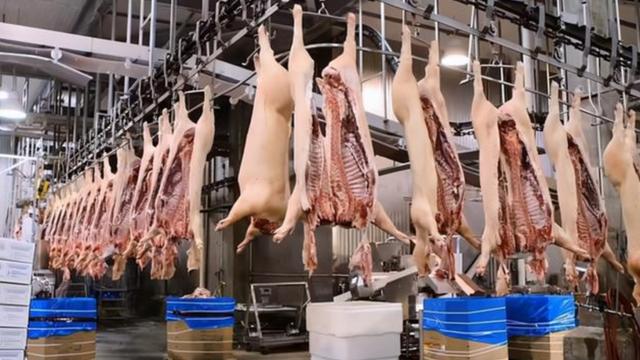 为什么美国猪肉卖得如此便宜？美国人的杀猪流程是什么？