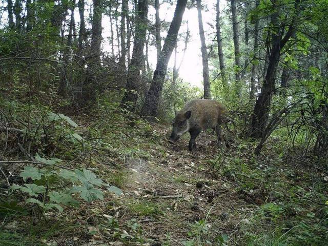 我国6省开放野猪捕猎期，为何要对“保护动物”野猪动真格的？
