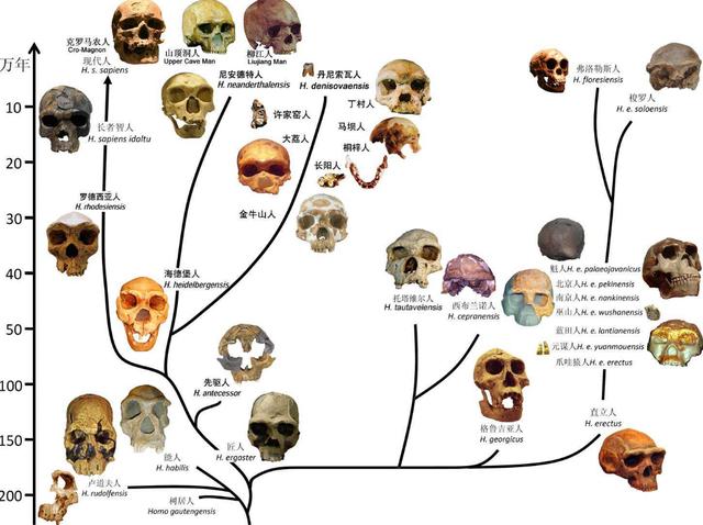 夏娃理论遭质疑，人类并非起源于非洲？中国发现的化石是关键？