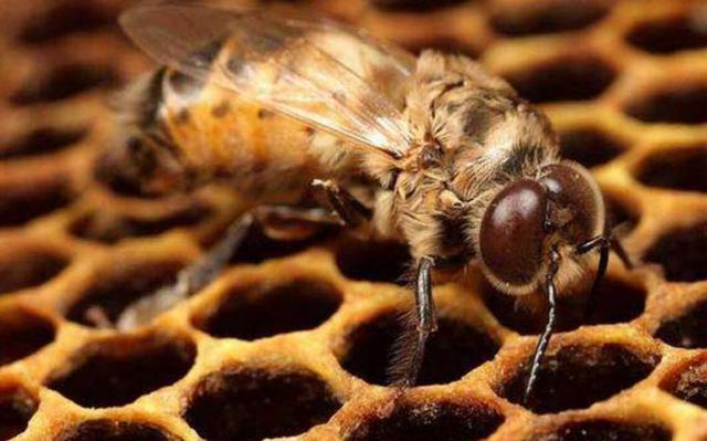 雄蜂与蜂王交尾后会即刻死亡，不交配能活下来吗？原因何在？