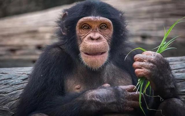 猩猩可以与人结合繁衍后代吗？科学家主导实验，是何结果？
