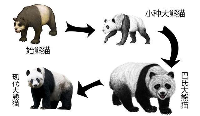 熊猫经历了什么？到底是如何演变成如今卖萌的国宝的？（食铁兽）