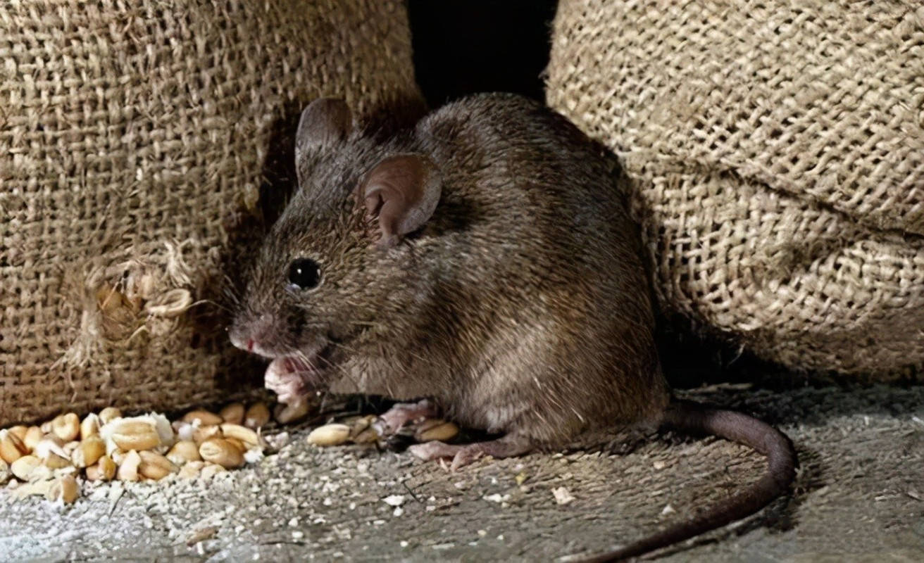 澳洲老鼠泛滥，或成40年来最严重鼠患（数十亿只）