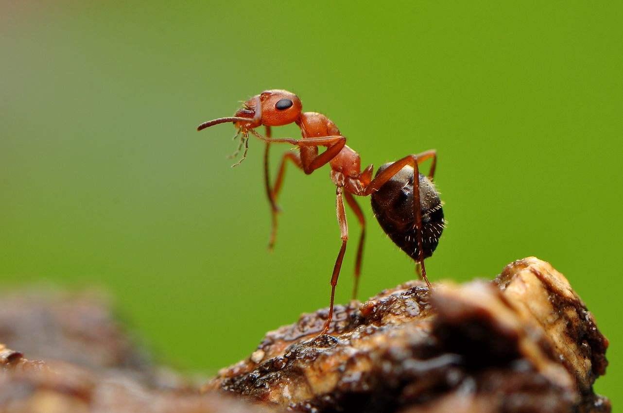 虫子被蚂蚁咬压在蚂蚁身上，为何没有压死蚂蚁（外壳坚硬）