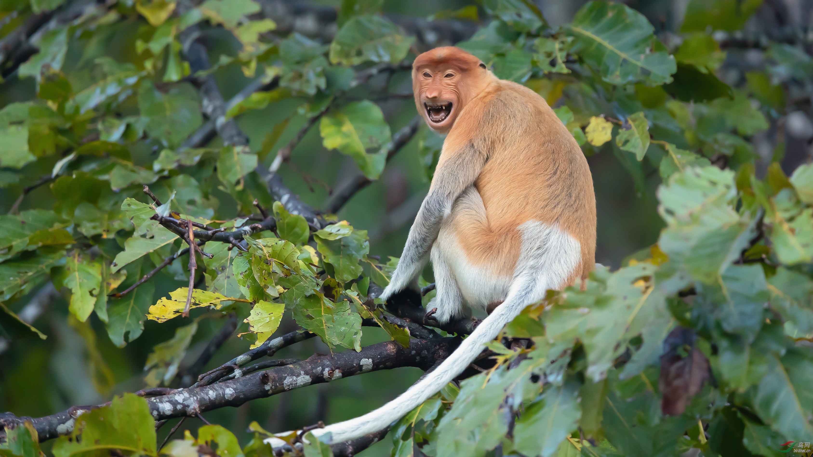 婆罗洲的长鼻猴，长着大鼻子和啤酒肚（血脉延续）