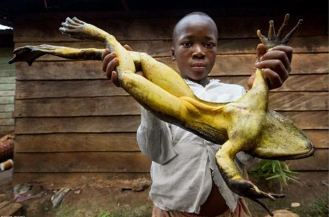 体重6斤多眼睛直径2.5厘米，世上最大的蛙，蝌蚪跟鹅蛋差不多大？