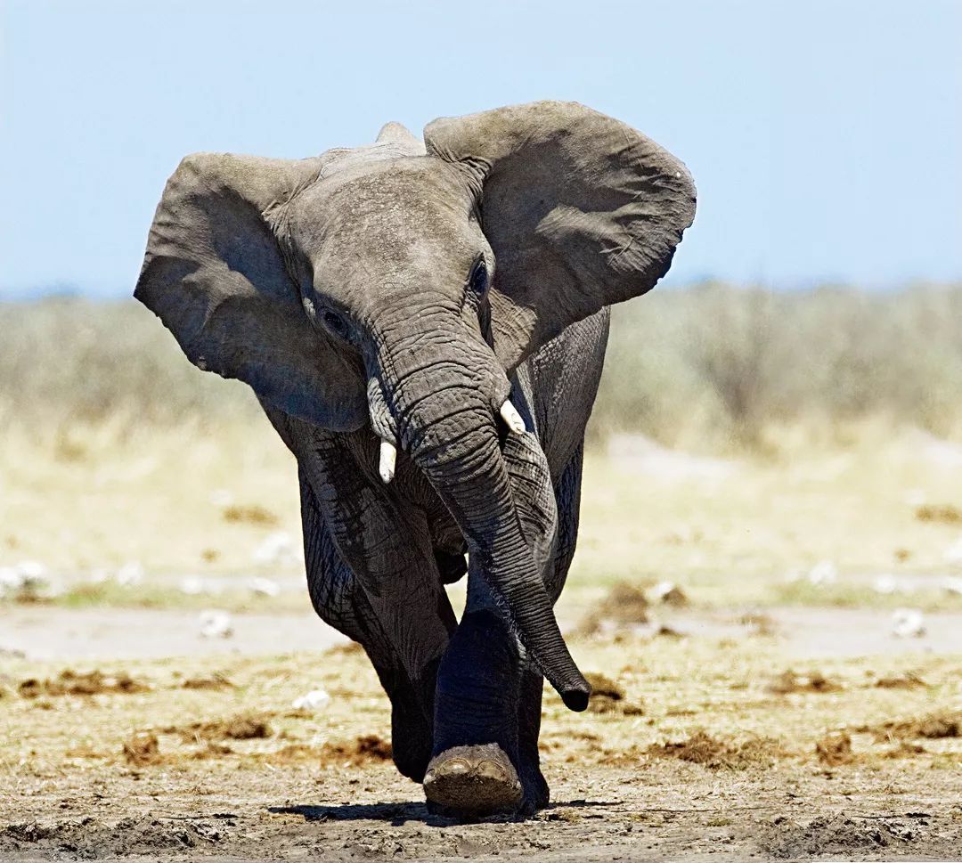 雄性非洲象有多惨？壮年象只是配种机器（种群习惯）