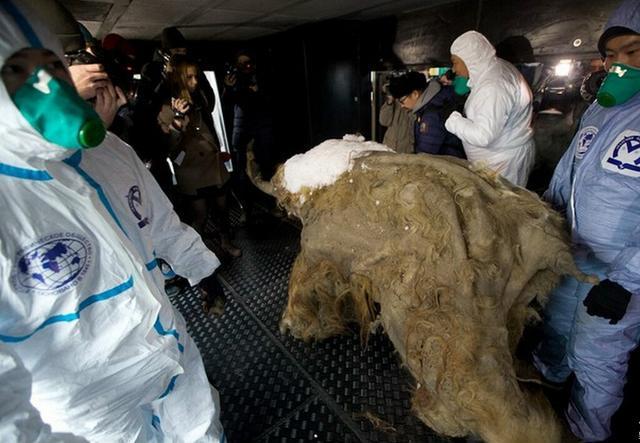 史前犀牛尸体出现，科学家担心：远古病毒，可能悄悄与我们见面