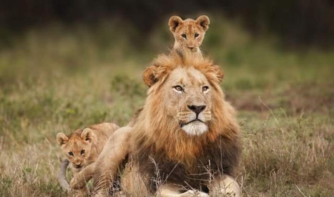 狮王如果被自己的儿子打败了，那狮群里的母狮，会被如何对待？