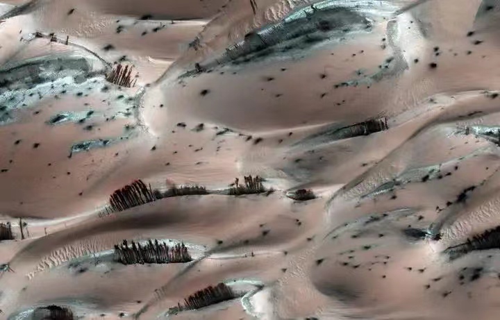 美国探测器在08年，拍到火星有“大树”和“森林”照片是真的吗？